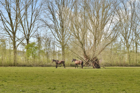 Wielhovenstraat 6 – Dordrecht – Foto 16